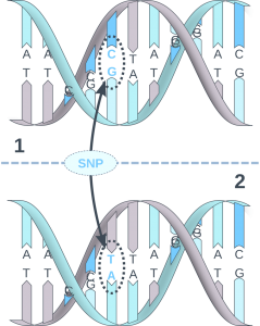 DNA-SNP